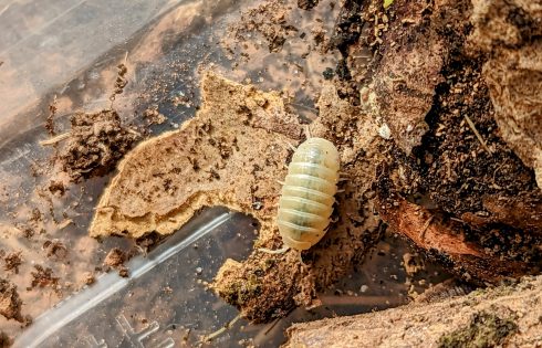 A cream coloured woodlouse