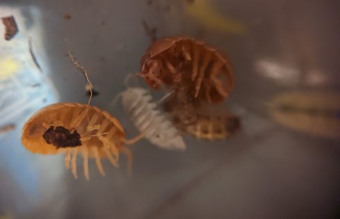 Different coloured woodlice