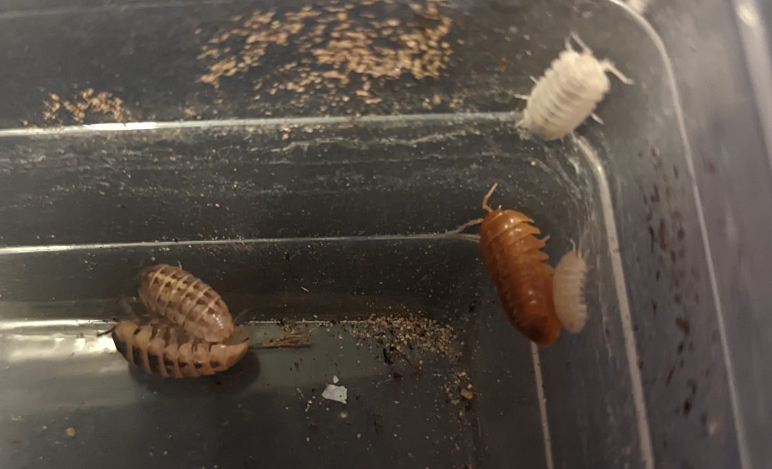 Three different coloured woodlice in a box