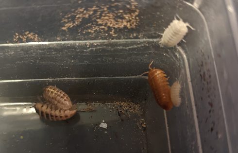 Three different coloured woodlice in a box